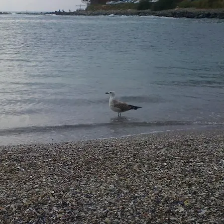 Lejlighed Amadeus 5 Sunny Beach